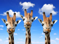 Girafas