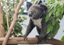 Koala Bonito