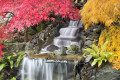 Cachoeira do Quintal com Árvores de Bordo Japonesas