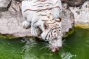 Tigre Branco Bebendo Água
