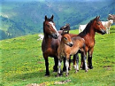 z Pyrenees-horses