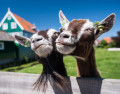 Cabras Felizes