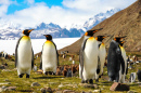 Pinguins-Reis, Sul da Ilha de Geórgia, Antártida