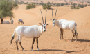 Oryxes Árabes