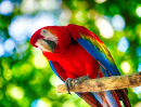 Papagaio Colorido
