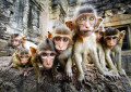 Curiosos Bebês Macacos, Lopburi, Tailândia