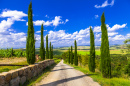 Estrada com Ciprestes, Toscana, Itália