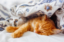 Gato Deitado Debaixo de um Cobertor
