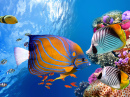Mundo Subaquático Com Corais e Peixes Tropicais