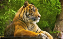 Royal Bengal Tiger - Panthera tigris