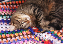 Um Gato em uma Manta de Crochê