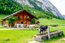 Vacas nas Montanhas de Karwendel