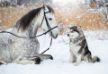 Malamute do Alasca com Orlovsky Trotter