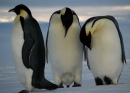 Pinguins-Imperadores