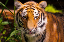 Retrato de um Tigre