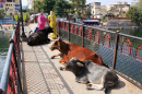 Vacas Deitadas em uma Ponte na Índia