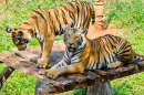 Tigres na Tailândia