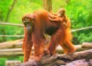Jovem Orangotango em sua Mãe