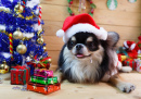 Chihuahua em um Traje de Natal