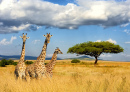 Girafas no Parque Nacional do Quênia