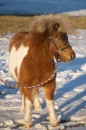 Um Cavalo de Miniatura!