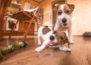 Dois Cães Brincando em Casa