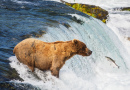 Urso-Pardo do Alaska, Parque Nacional e Reserva de Katmai