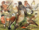 Pintura Europeia Vintage de Pássaros
