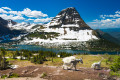 Mountain Goats, Parque Nacional Glacier