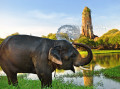 Elefante Tomando Banho em Ayutthaya, Tailândia