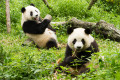 Pandas Almoçando