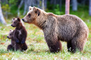 Filhotes de Urso-Pardo com Suas Mães