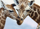 Duas Girafas