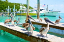 Pelicanos Marrons em Islamorada, Florida Keys