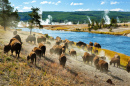 Um Rebanho de Bisonte, Parque Nacional Yellowstone