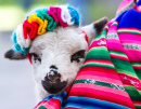 Bebê de Cordeiro em um Cobertor Peruviano