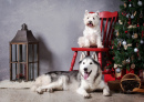 Husky Siberiano e West Highland Terrier