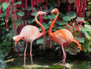 Casal de Flamingo