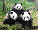 Três Pandas Gigantes