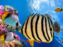 Corais e Peixes Tropicais, Mar Vermelho