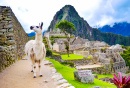 Lama em Machu Picchu, Peru
