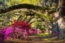 Jardim da Primavera em Charleston SC