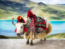 Yak Tibetano Branco Decorado