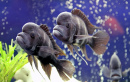Closeup de Peixes de Aquário