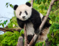 Panda Jovem