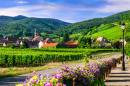 Rota do Vinho, Alsácia, França