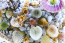 Coleção de Conchas do Mar