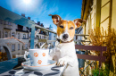Jack Russell Terrier Tomando Chá