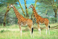 Girafas no Lago Nakuru, Quênia