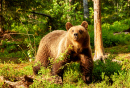 Urso Pardo na Floresta Finlandesa